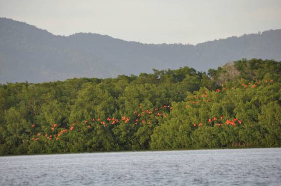 Guarás chegam às centenas, no fim da tarde, ao dormitório no pântano/mangue de Caroni, próximo à Port of Spain, em Trinidad e Tobago